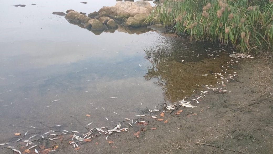 На Вінниччині у Ладижинському водосховищі масово гине риба: що відомо