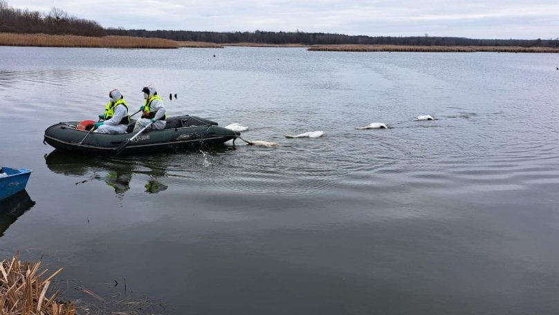 З'явилися нові фото з місця масової загибелі лебедів на Львівщині
