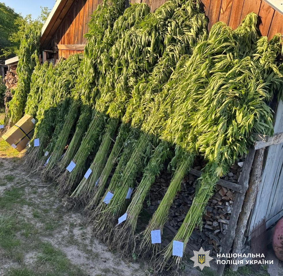 Виростив понад дві тисячі кущів коноплі: на Львівщині судитимуть пенсіонера (фото)