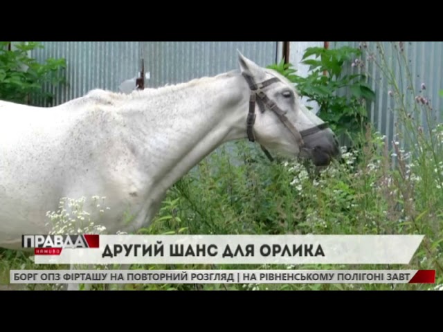 Зоозахисники врятували десятирічного коня Орлика
