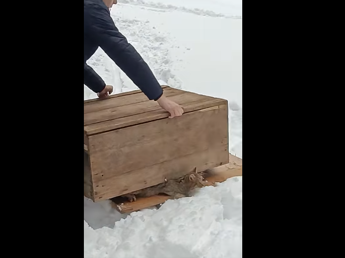 Прийшов у пошуках їжі. На Львівщині випустили на волю лісового кота