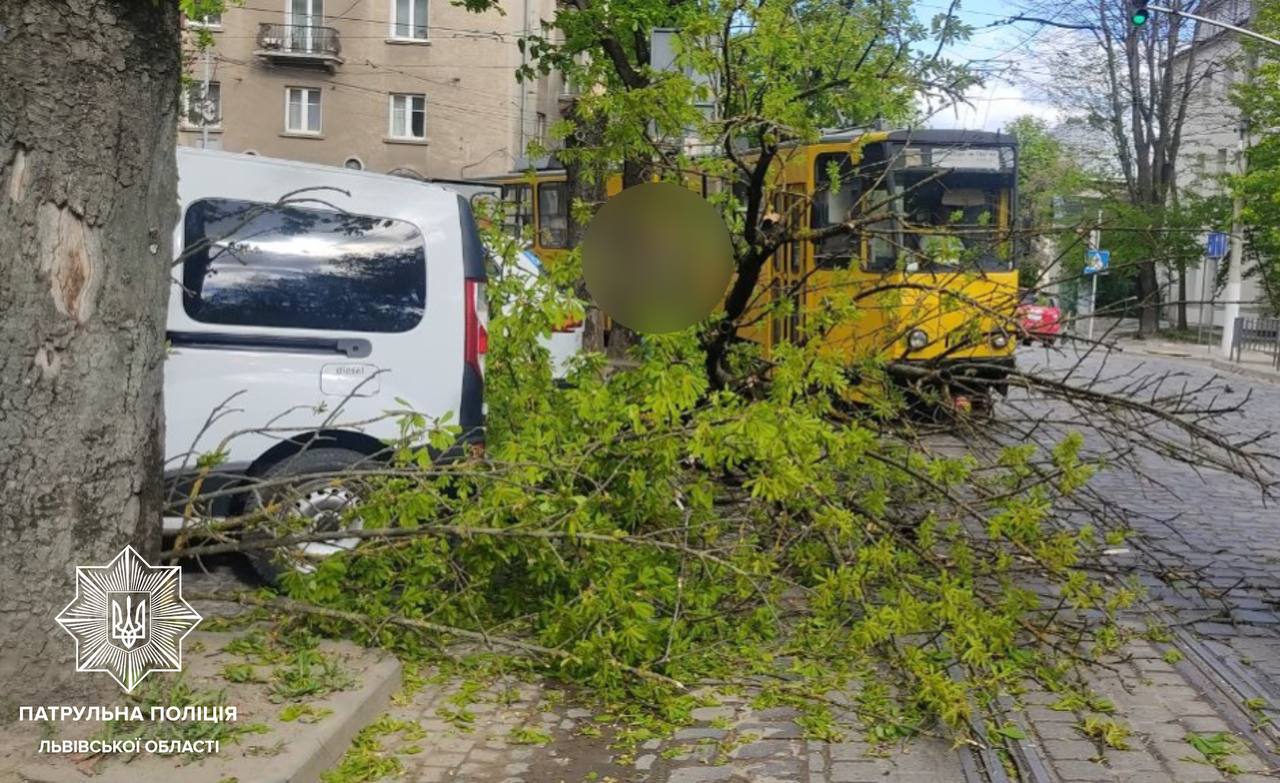 На Львівщині сильний вітер повалив дерева: ускладнено рух транспорту