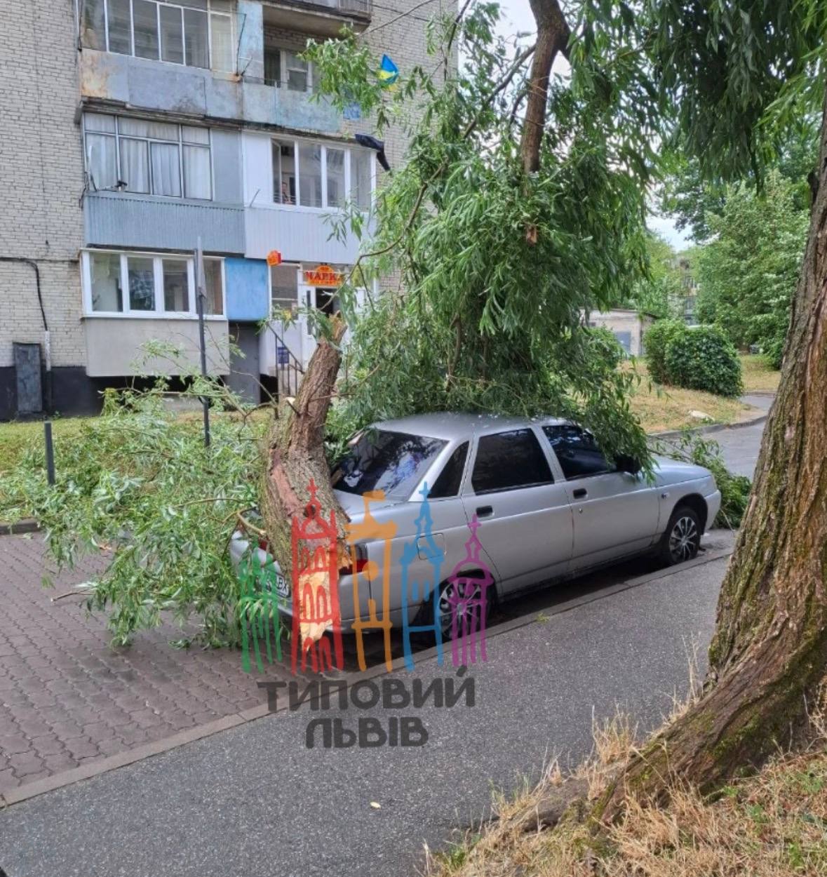 У Львові дерево впало на авто: відео з місця інциденту