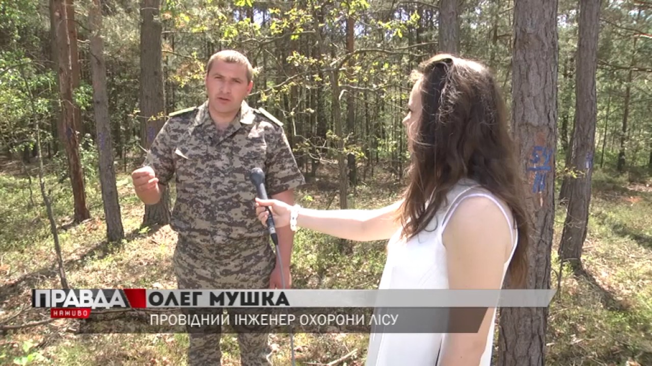 На Львівщині короїди знищують дерева