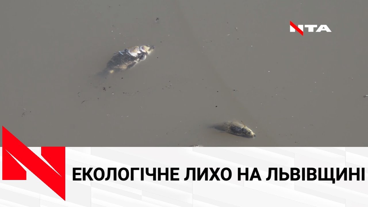 Через свиноферму на Львівщині гине риба