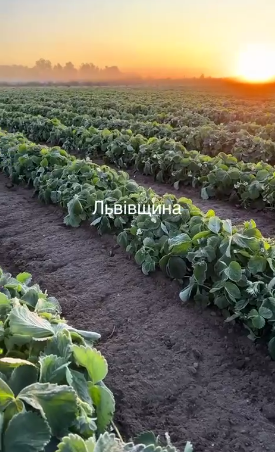 Травневі заморозки на Львівщині можуть «вбити» цьогорічний врожай (відео)