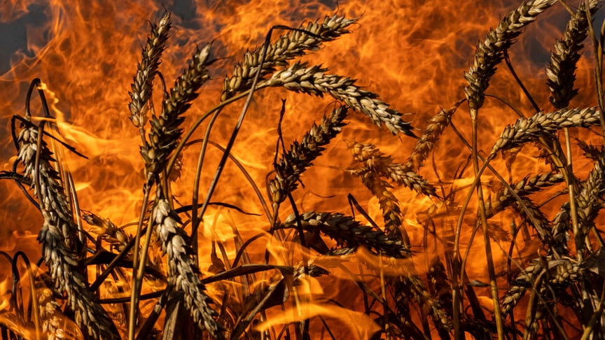 На Сумщині після російського удару загорілося пшеничне поле
