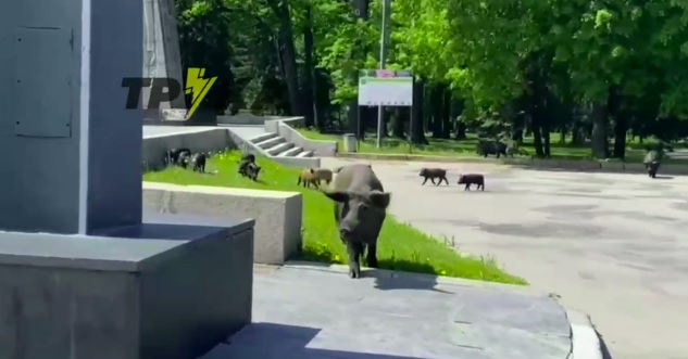 Прорив у Харків. Містом бігає кілька десятків диких кабанчиків. Відео