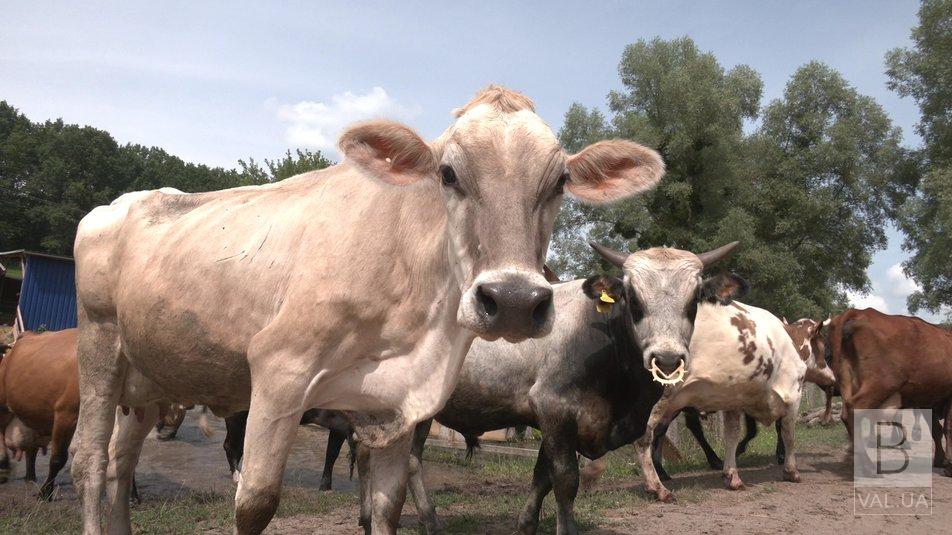 Росіяни обстріляли українських корів поблизу кордону в Чернігівській області