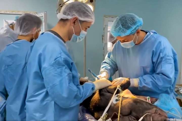Київські медики успішно провели експериментальну операцію з імплантації
