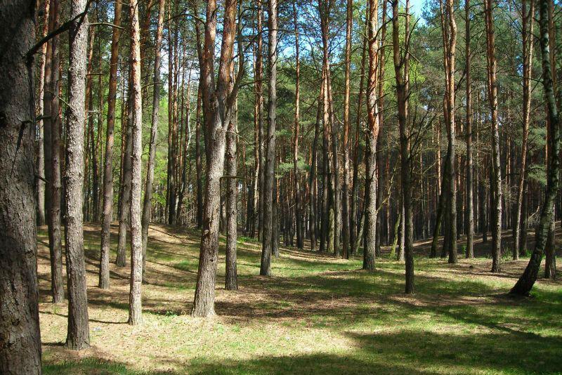 На Самбірщині у лісі знайшли тіло чоловіка