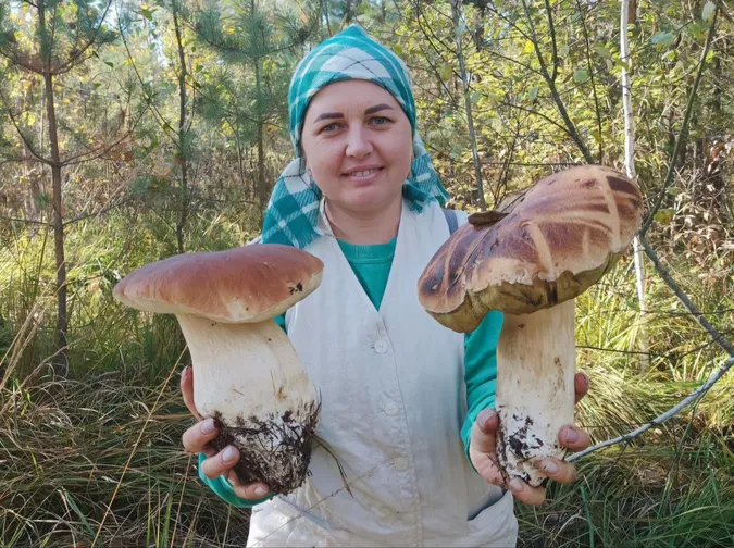 На Рівненщині знайшли гігантські білі гриби: яка їх вага (фото)