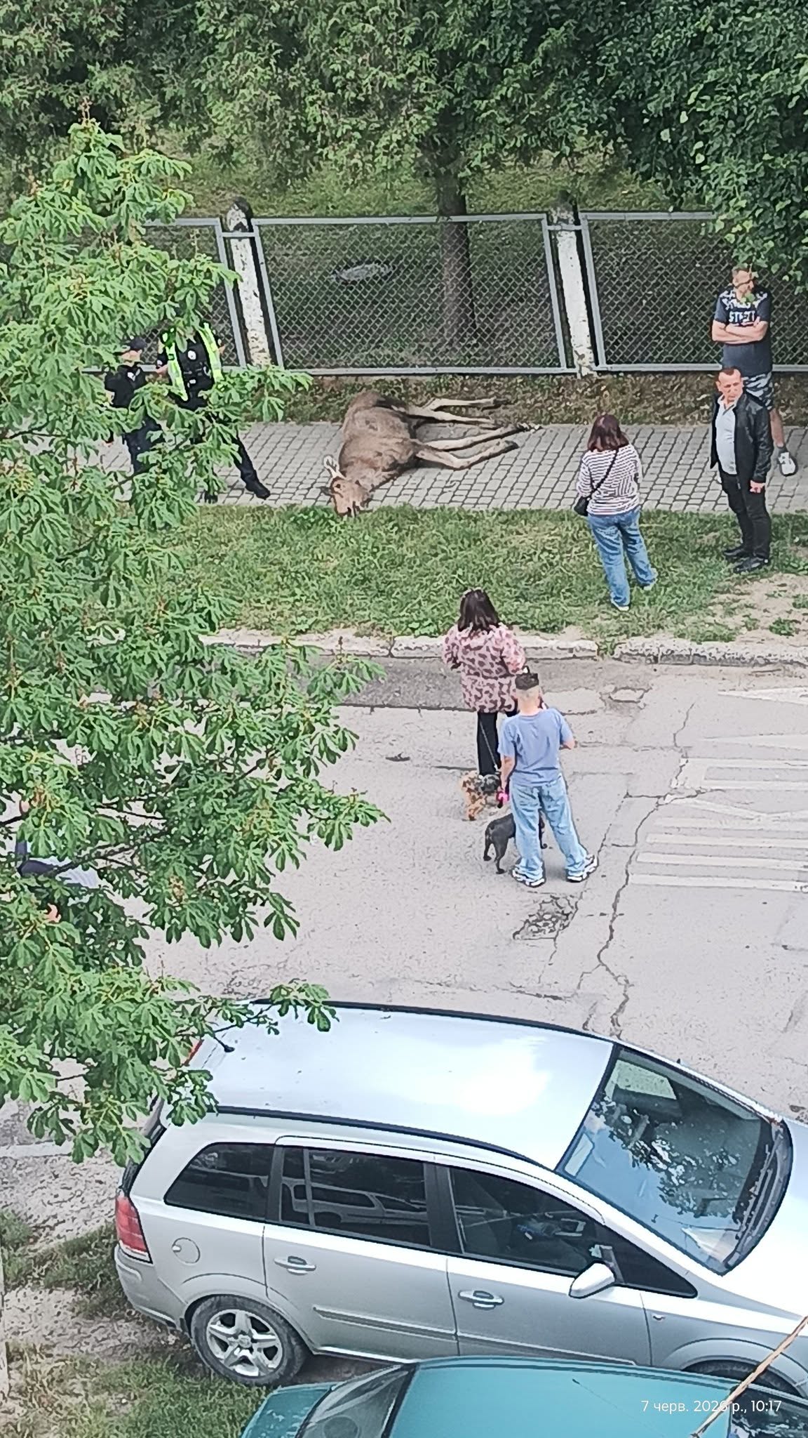 У Львові лось врізався у паркан дитсадка: з’явилися нові подробиці