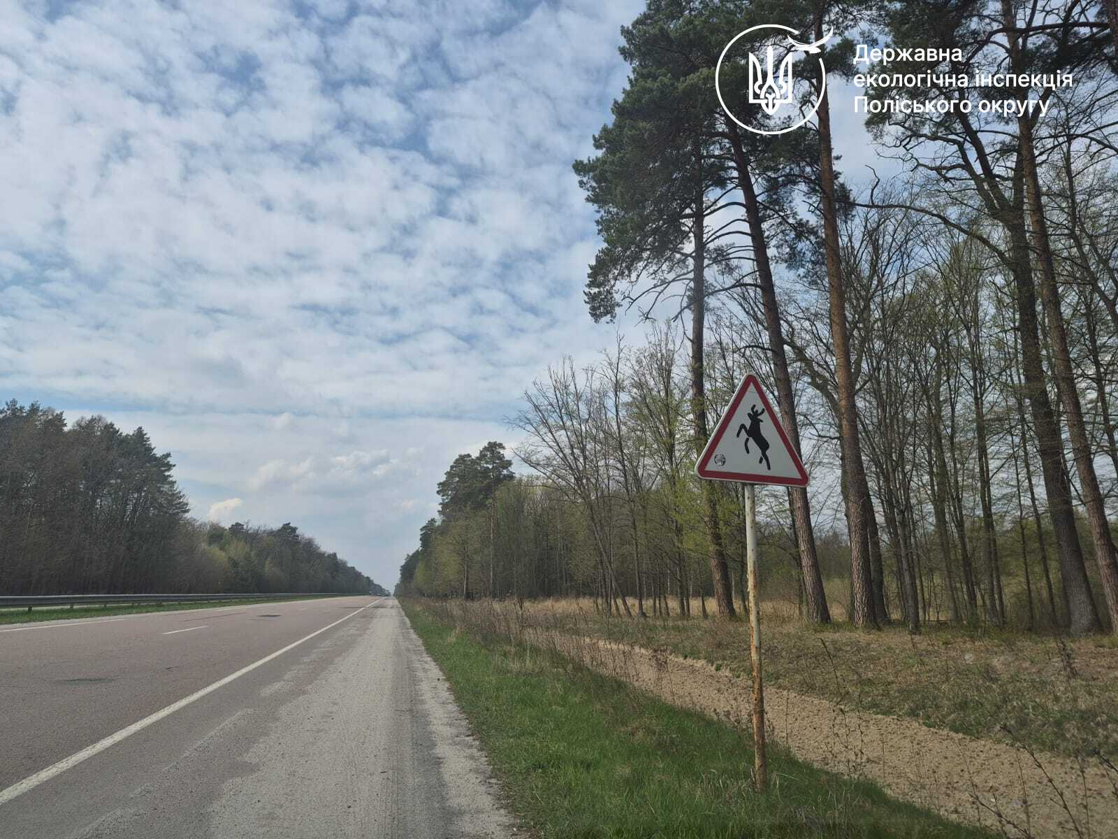На Рівненщині водій на смерть збив червонокнижного лося та втік з місця ДТП