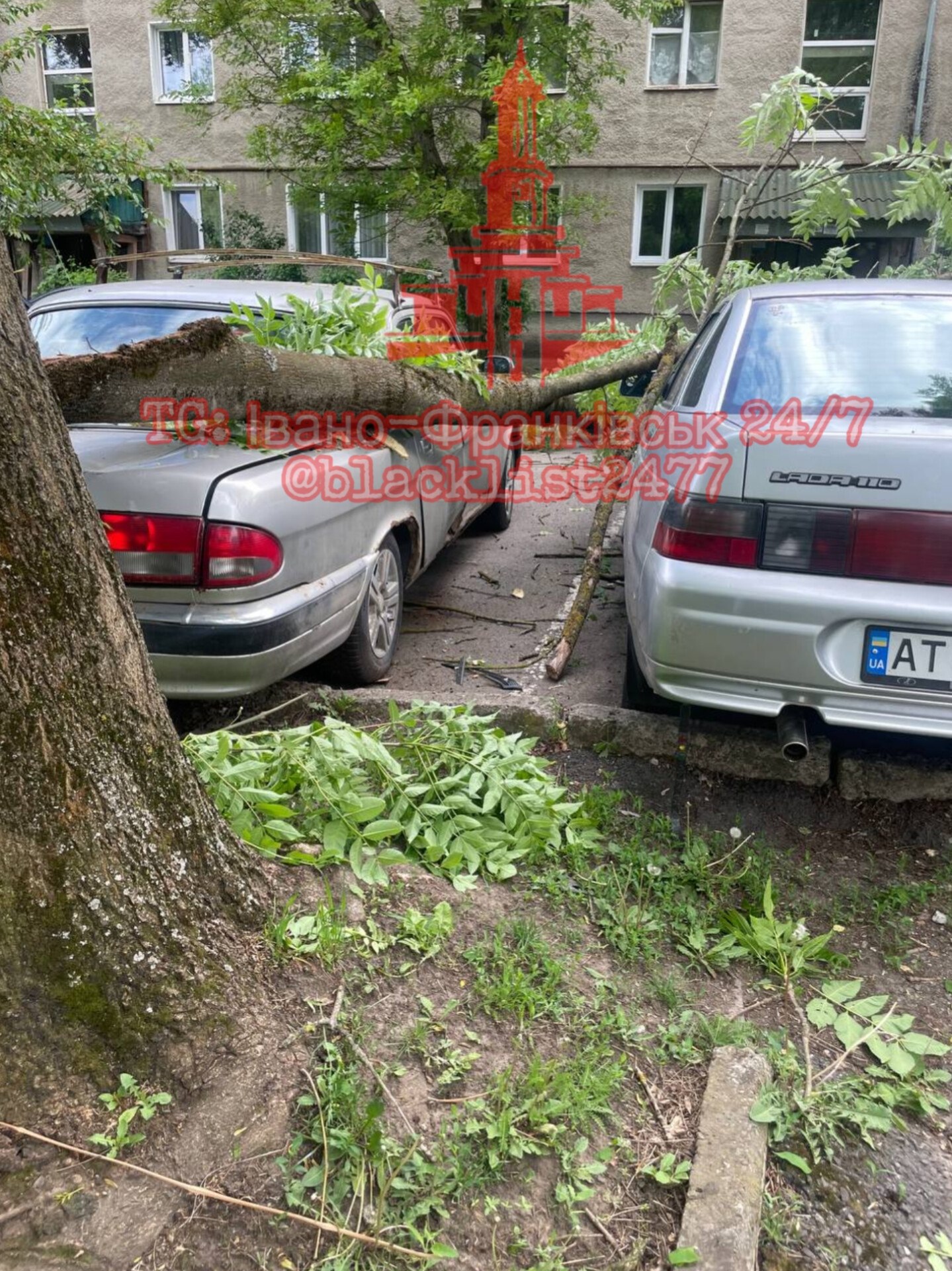 В Івано-Франківську дерево розтрощило автомобілі (фото)