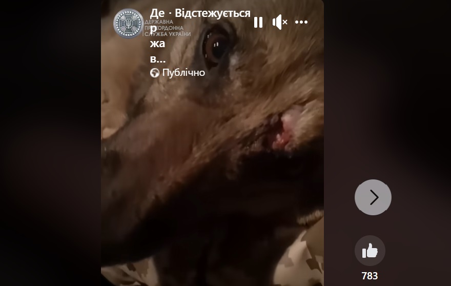 Врятувати Джесіку. Прикордонники показали поранену вівчарку, яку визволили із пекла війни. Відео