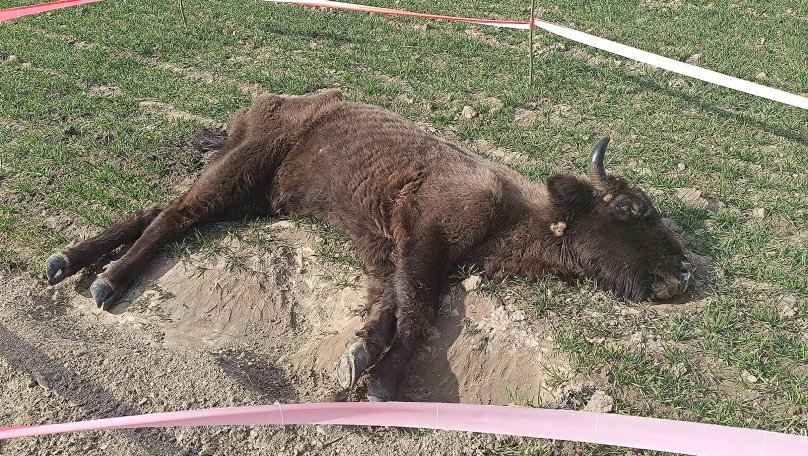 На Львівщині виявили тяжко хвору самицю зубра (фото)