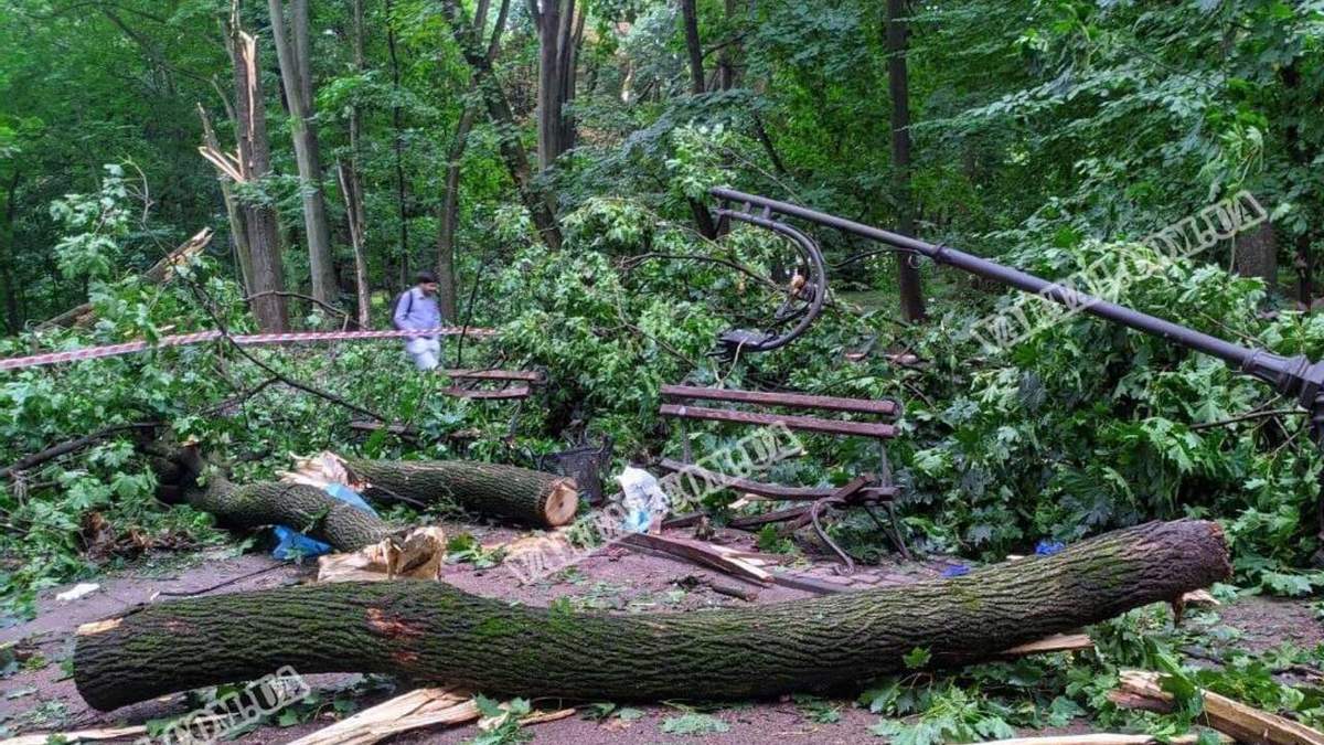 Жертвою падіння дерева у Львові виявився курсант Львівської військової академії