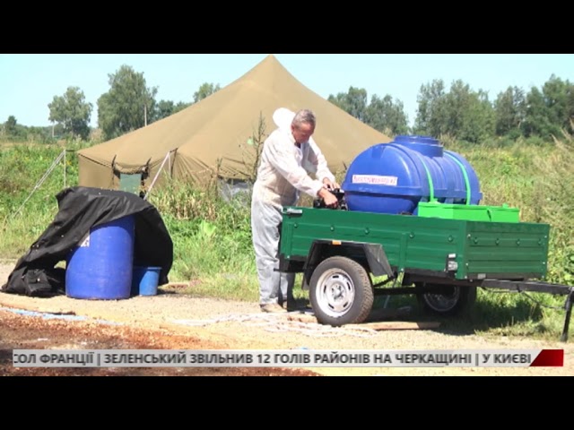 Сто тисяч свиней під загрозою знищення через африканську чуму