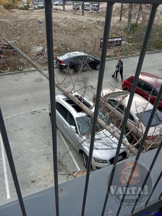 Дерево впало на авто. Львів’ян через сильний вітер застерігають від прогулянок у парках