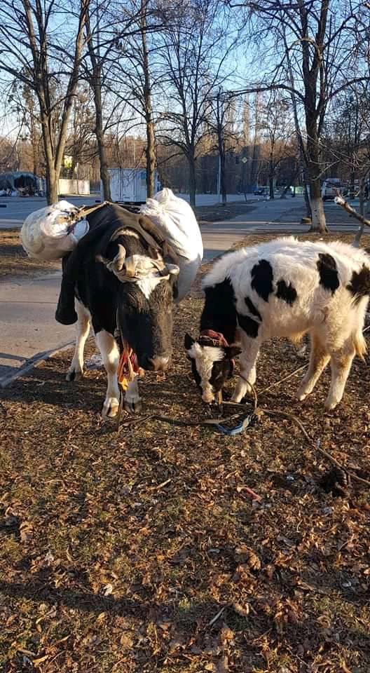 90 кілометрів з пекла. Молодий чоловік з коровами пішки евакуювався з Ірпеня