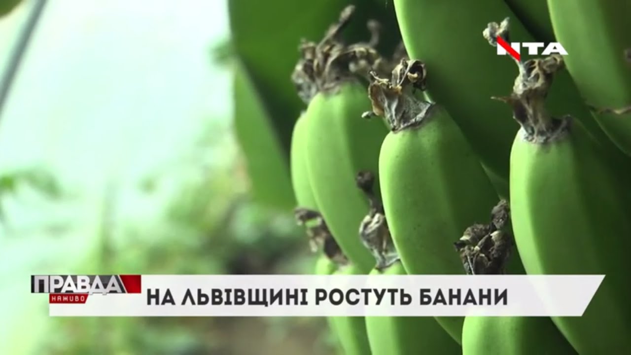 На Львівщині ростуть банани: де саме?