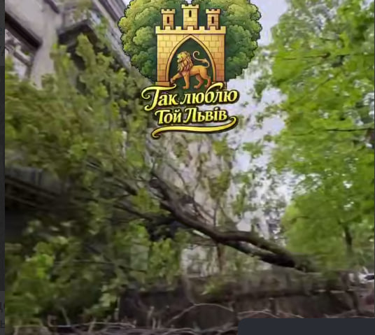 У Львові вітер повалив дерево на будинок (ВІДЕО)