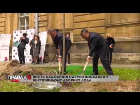 У Львові висадили сакури