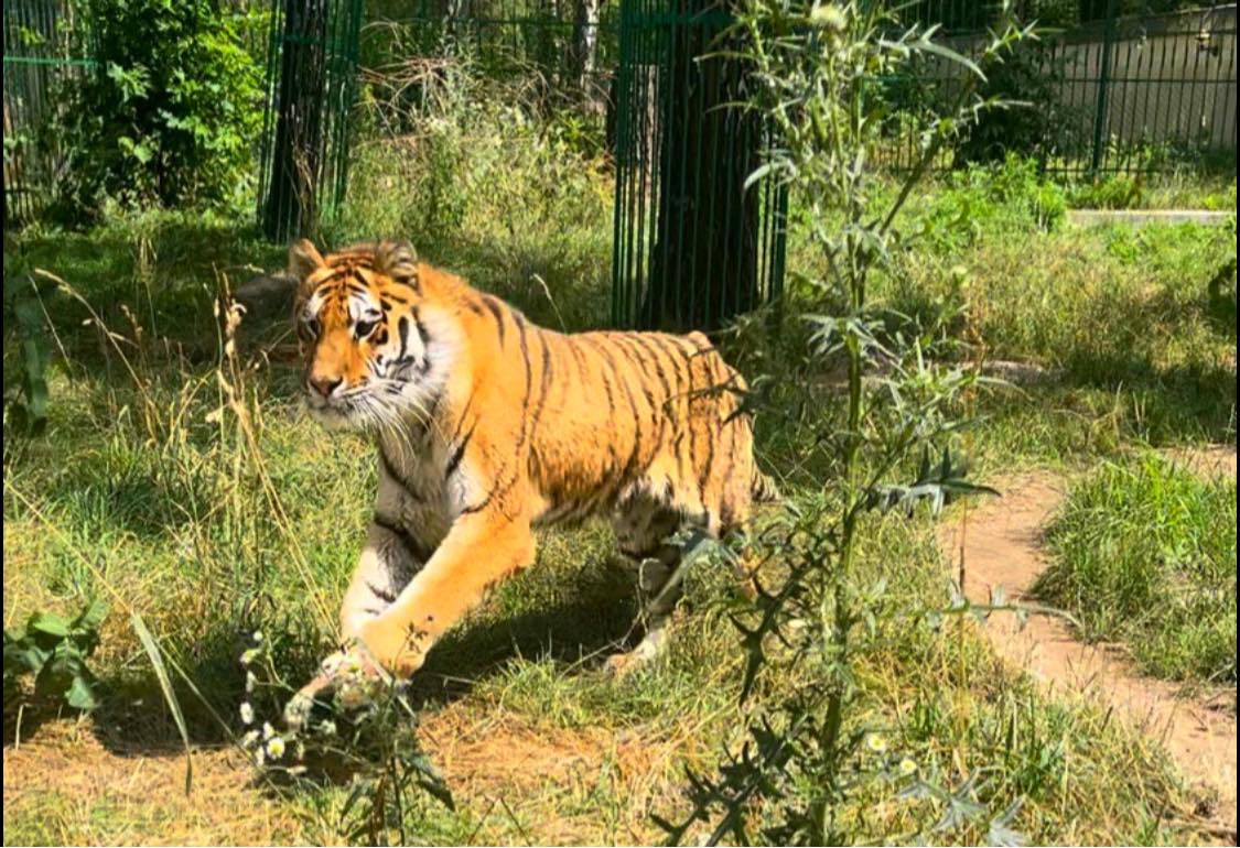 Через ракетну атаку по Києву постраждала тигриця у звіринці
