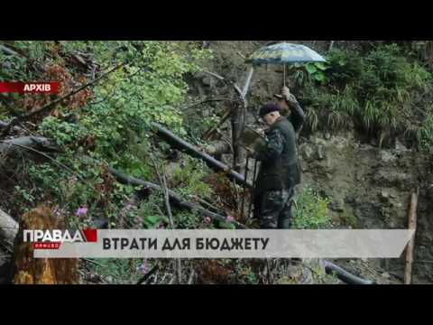 Фабрика у Брюховичах відновлюватиме карпатські ліси