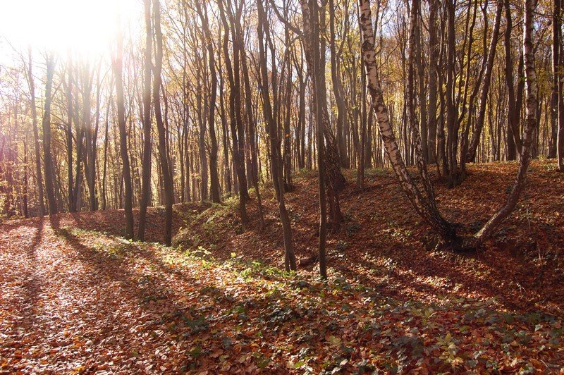 У лісі біля Львова знайшли тіло 16-річного хлопця, - ЗМІ