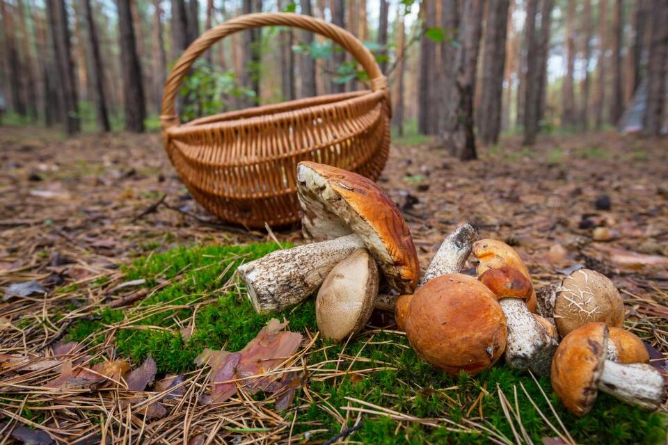 На Миколаївщині чоловік отруївся грибами