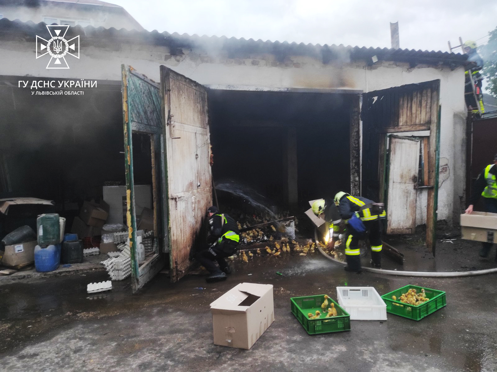 На Львівщині врятували понад 600 каченят під час пожежі в гаражі