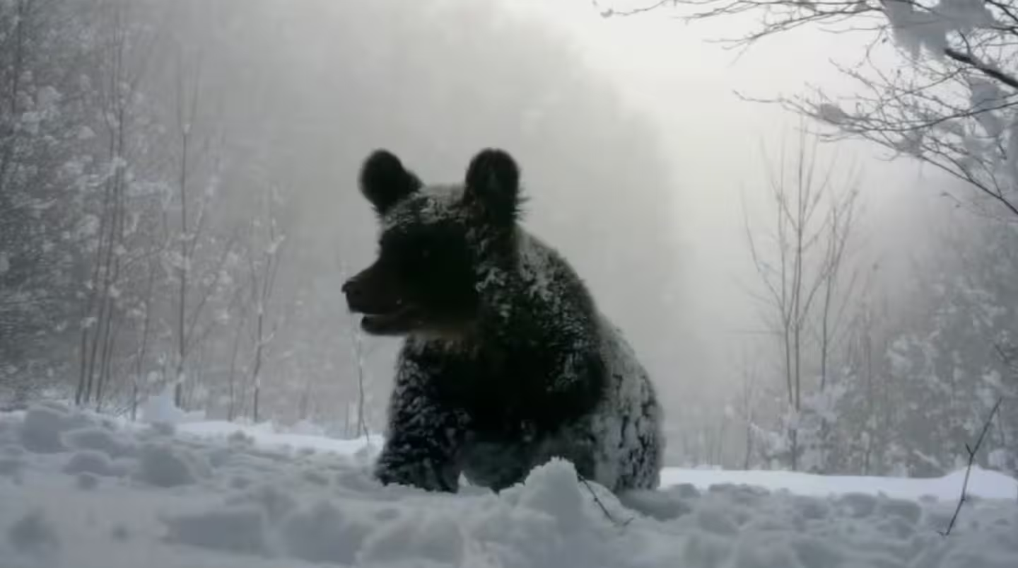 Дикий звір потрапив у фотопастку на Закарпатті (відео)