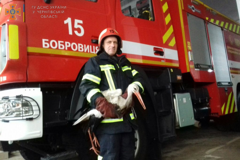 Українські надзвичайники врятували лелеку, який замерзав на вулиці