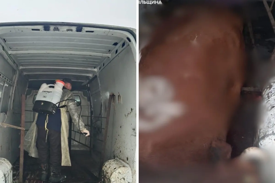 На Тернопільщині зупинили авто, в якому був труп корови