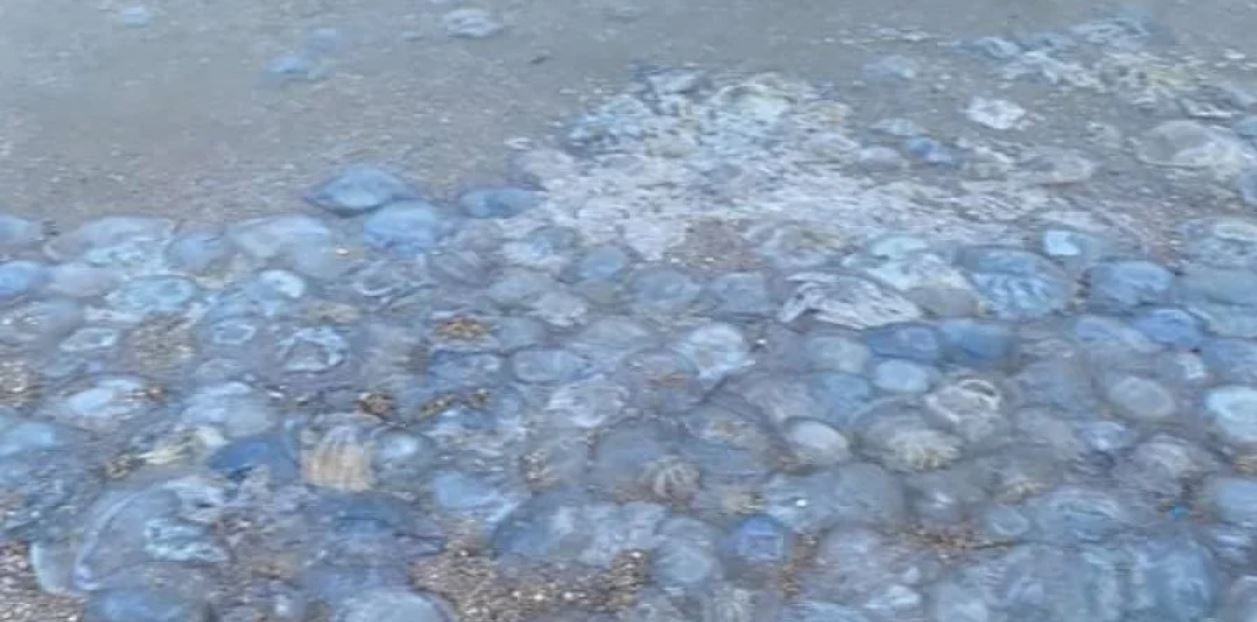 На українських курортах Азовського моря знову навала медуз після дощу