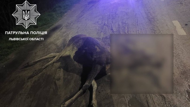Збила на смерть лося: У Львові суд виправдав водійку, яка вчинила ДТП