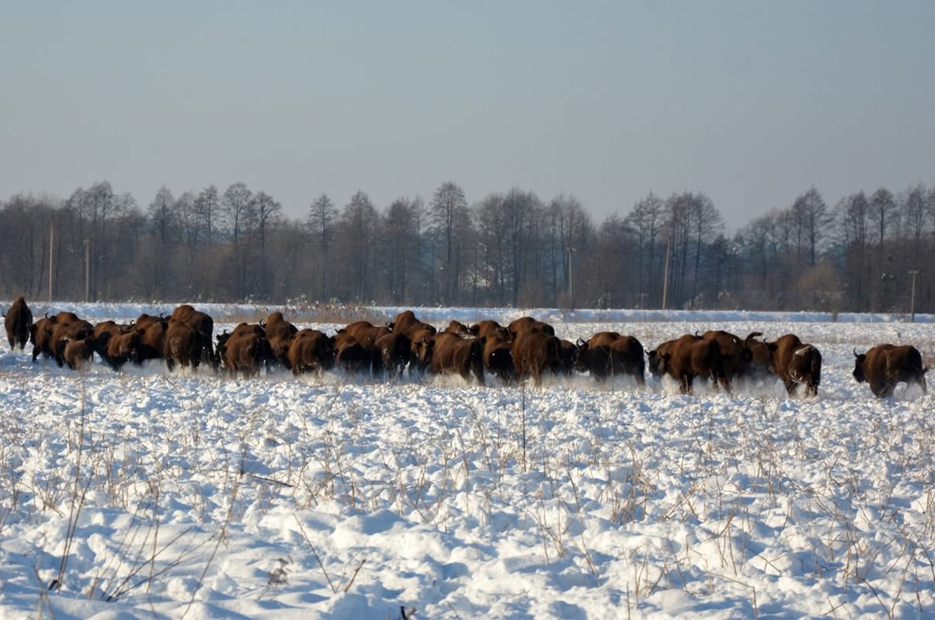 На Львівщині помітили велике стадо зубрів (фото)