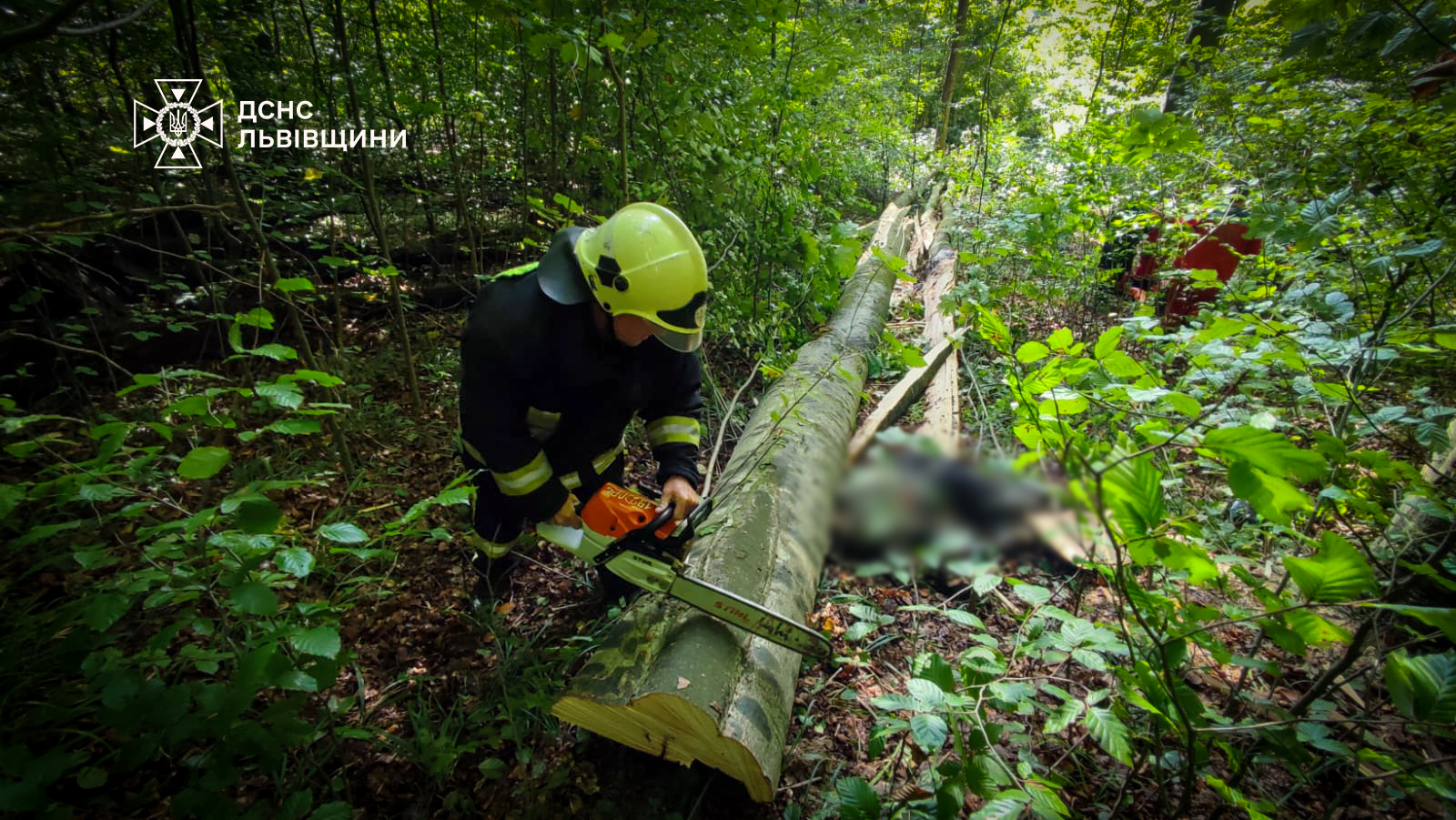 Трагедія на Львівщині: дерево вбило чоловіка