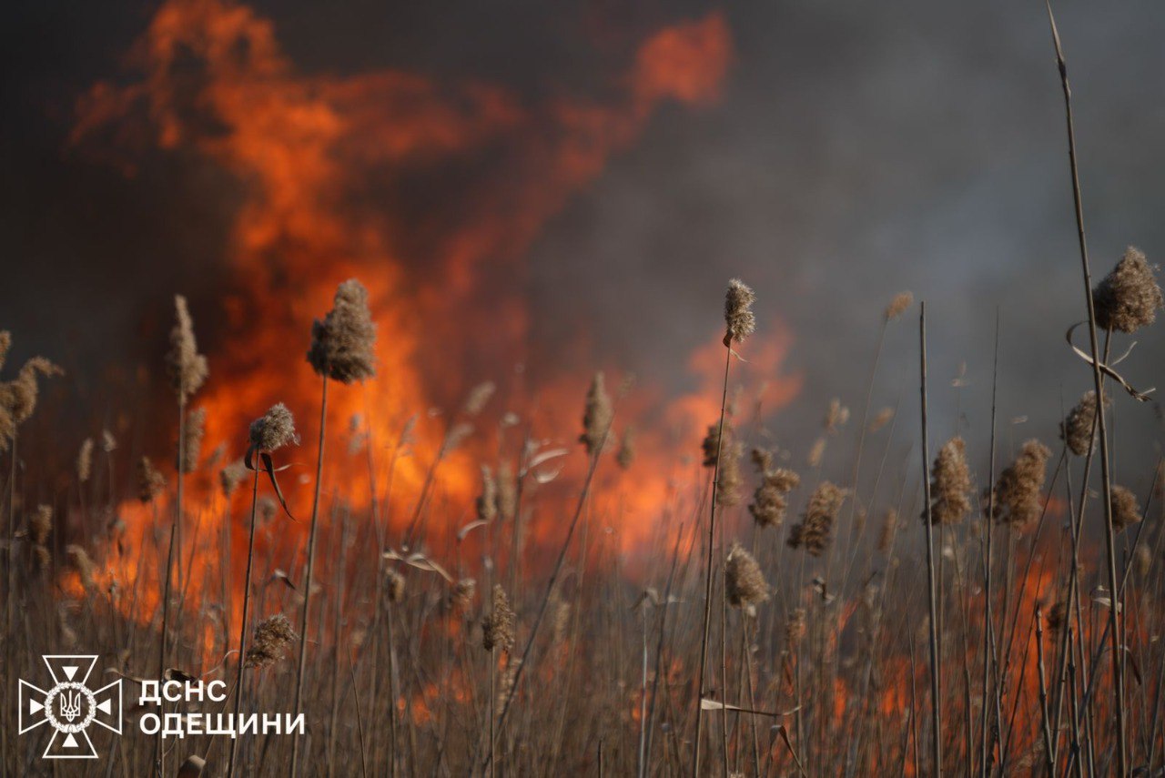На Одещині масштабна пожежа: вогонь вже дістався до національних парків області (фото)