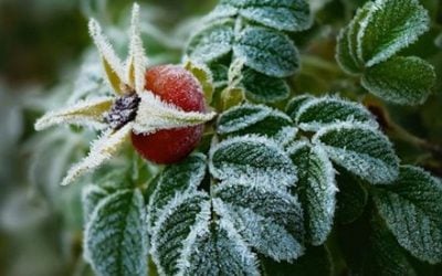 Львівщину накриють перші заморозки: коли очікувати