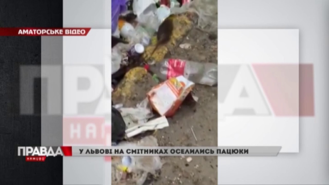 У Львові на смітниках оселились пацюки