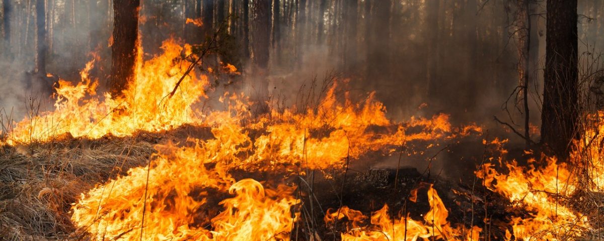 Біля Києва горять ліси. Кличко просить не панікувати через дим
