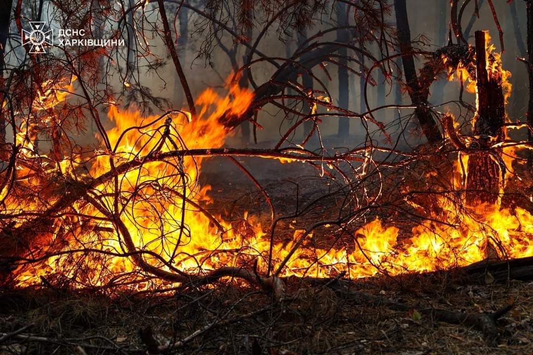 На Харківщині другу добу боряться з лісовими пожежами