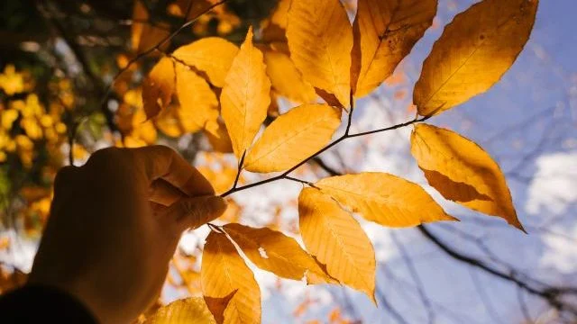 Яку погоду слід очікувати на Львівщині 26 вересня