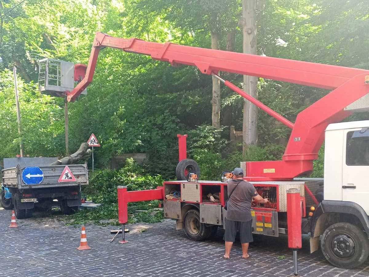 У Львові дерево впало посеред вулиці: львів'ян застерегли через небезпеку