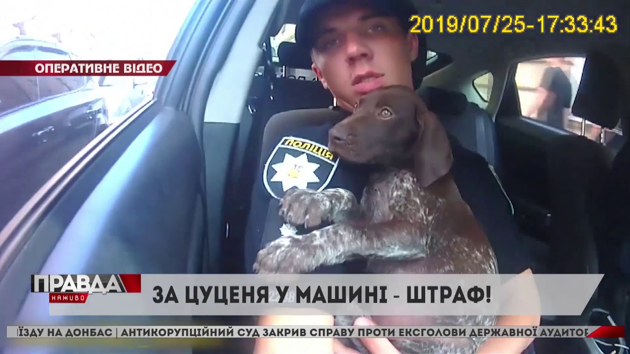 У Львові оштрафували власника собаки, який залишив тварину у машині