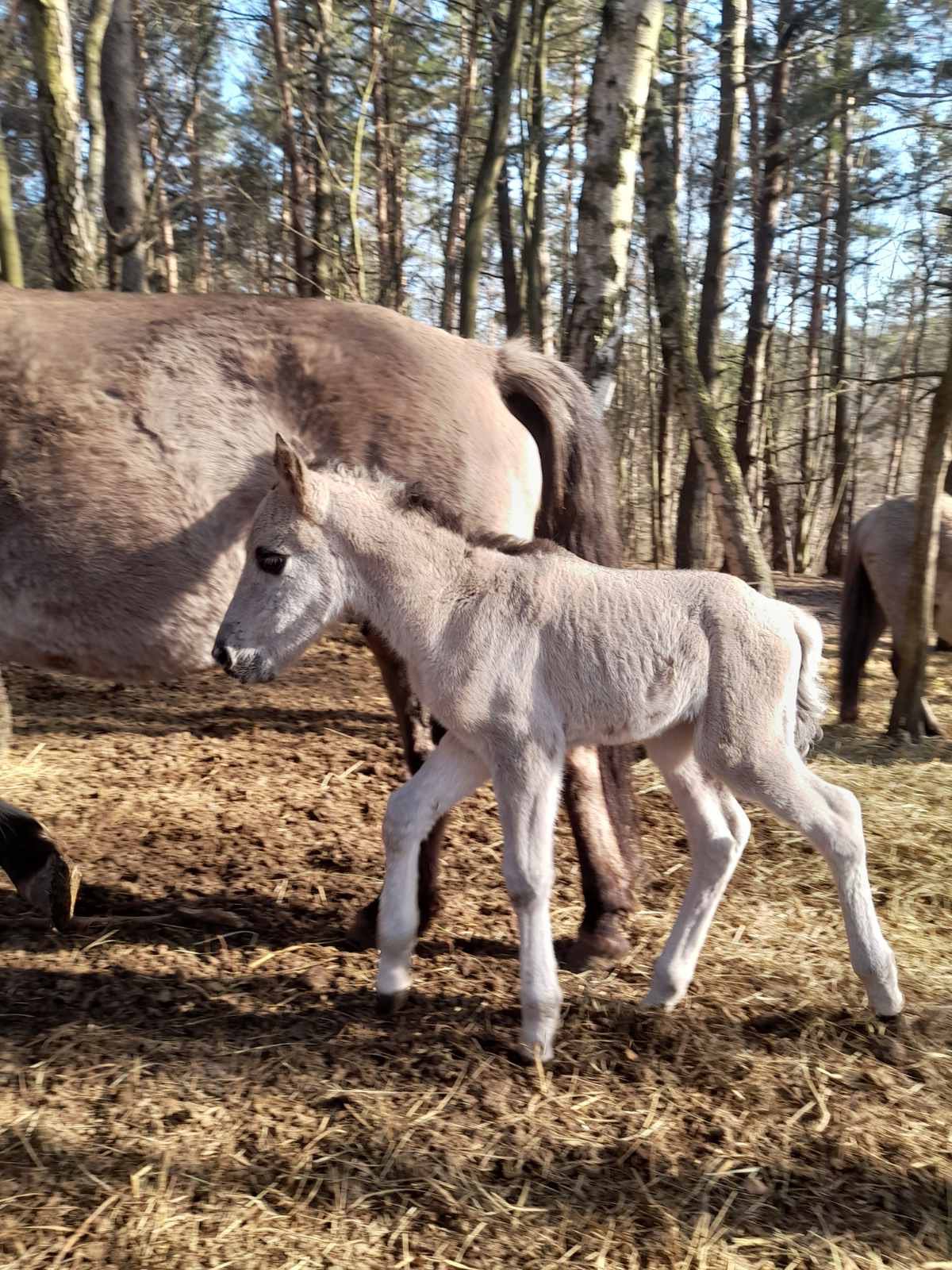 У нацпарку на Львівщині народилася рідкісна тварина (ФОТО)
