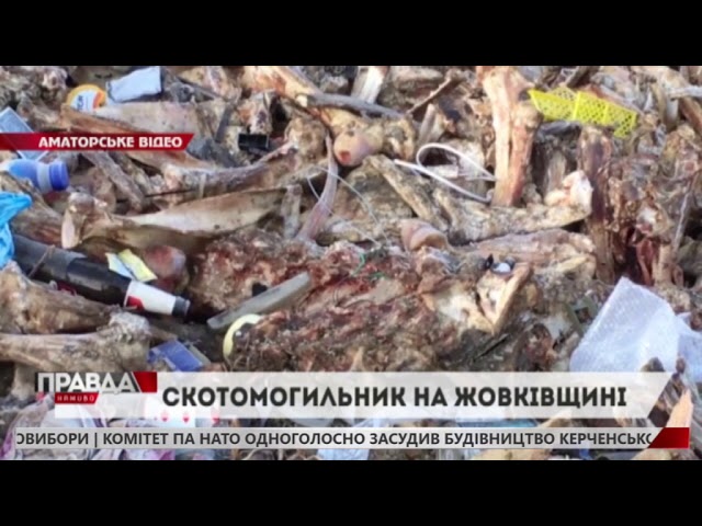 Поблизу Сопошина виявили скотомогильник